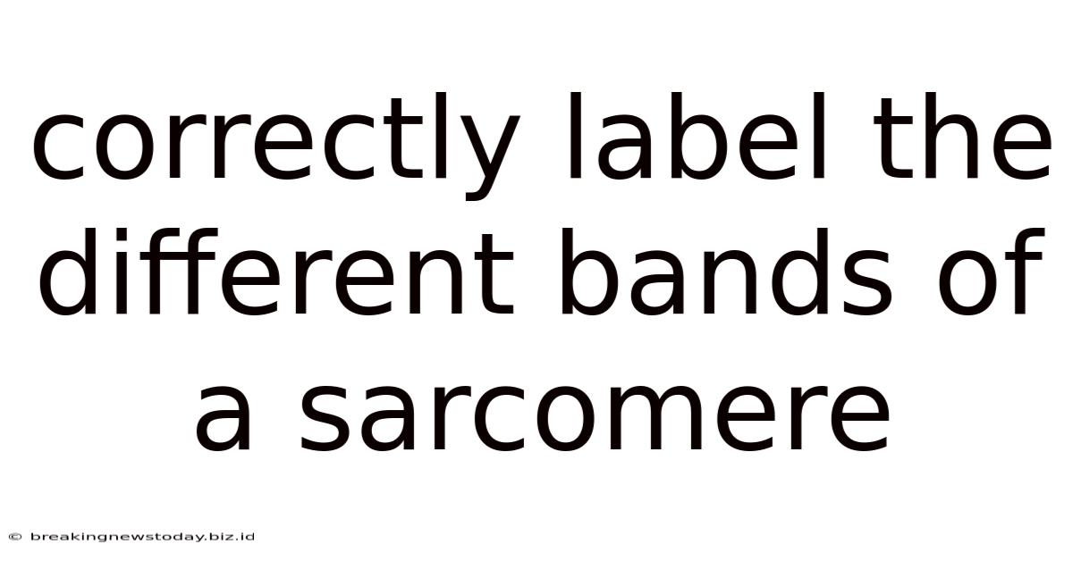 Correctly Label The Different Bands Of A Sarcomere