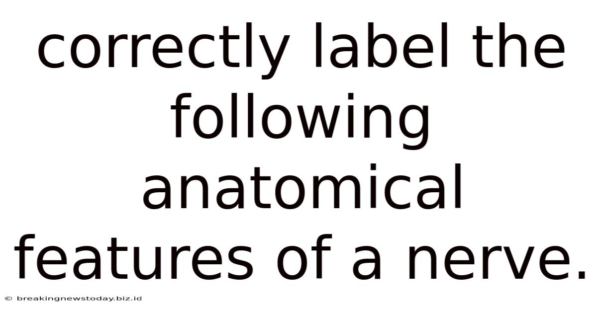 Correctly Label The Following Anatomical Features Of A Nerve.