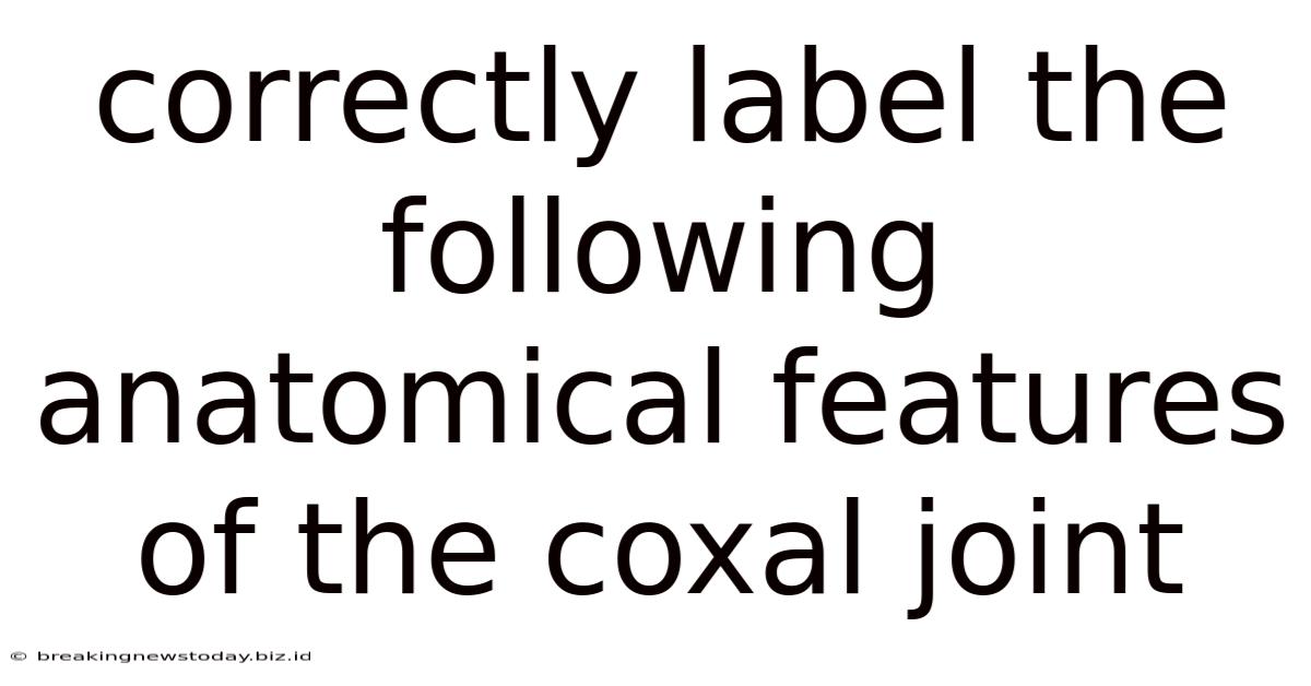 Correctly Label The Following Anatomical Features Of The Coxal Joint