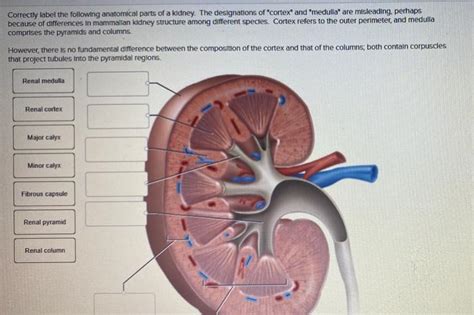 Correctly Label The Following Anatomical Parts Of A Kidney.