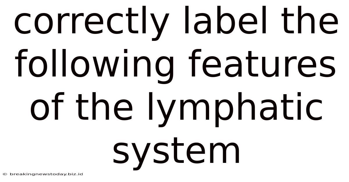 Correctly Label The Following Features Of The Lymphatic System