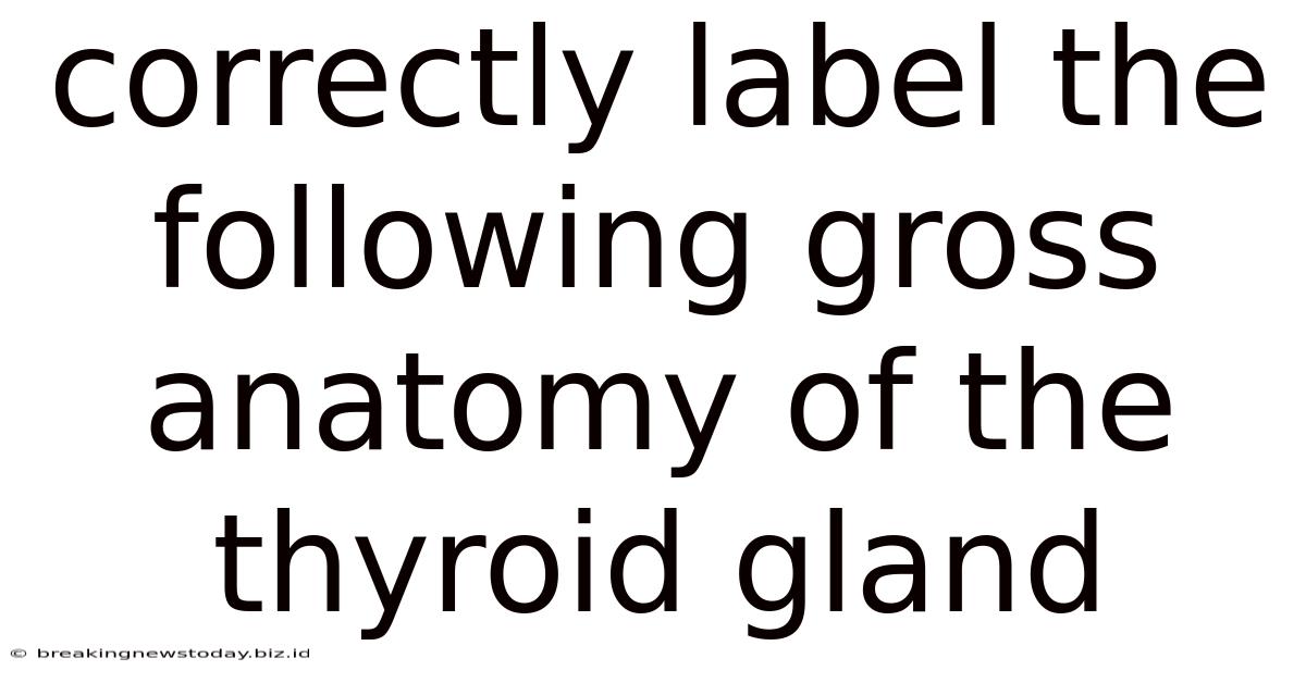 Correctly Label The Following Gross Anatomy Of The Thyroid Gland