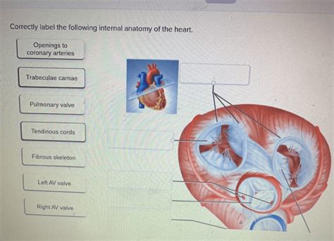 Correctly Label The Following Internal Anatomy Of The Heart