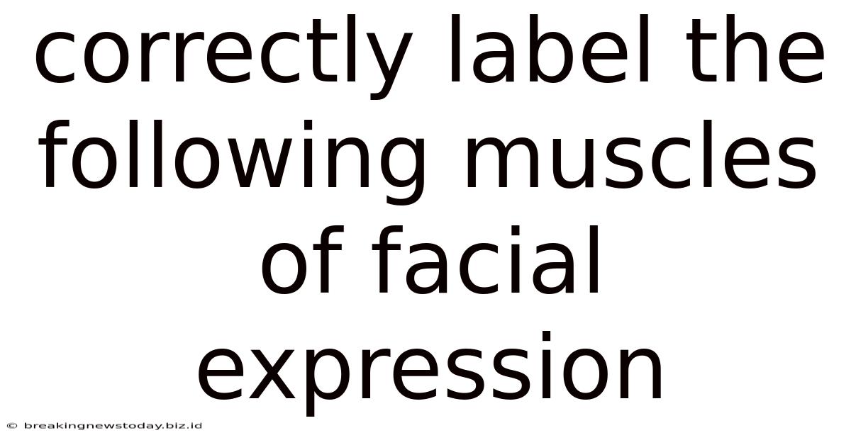 Correctly Label The Following Muscles Of Facial Expression