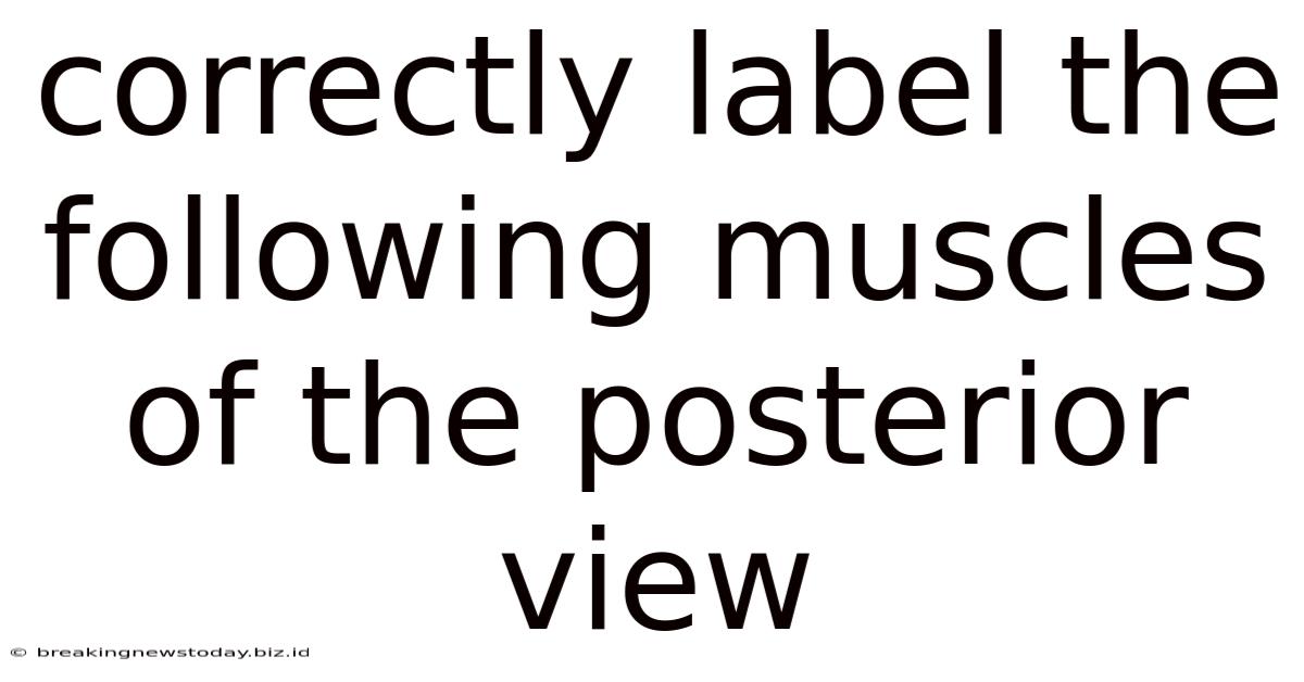 Correctly Label The Following Muscles Of The Posterior View