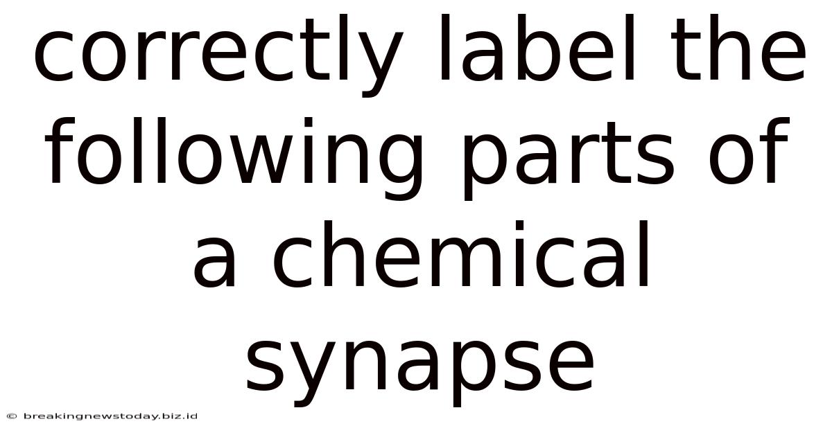 Correctly Label The Following Parts Of A Chemical Synapse