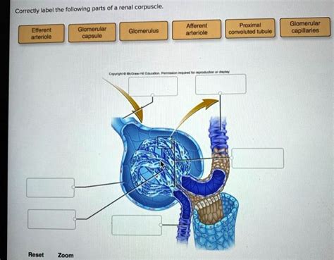 Correctly Label The Following Parts Of A Renal Corpuscle.