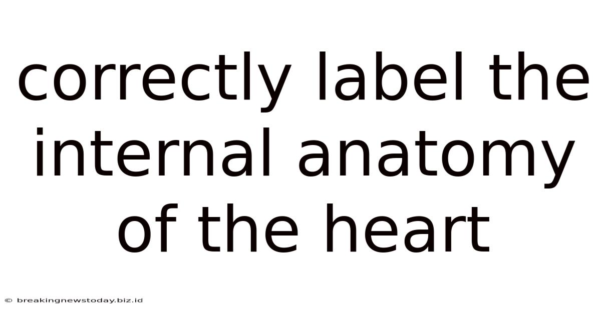 Correctly Label The Internal Anatomy Of The Heart