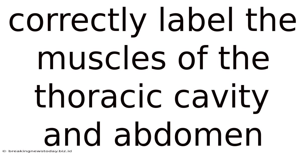 Correctly Label The Muscles Of The Thoracic Cavity And Abdomen