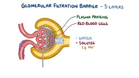 Correctly Label The Parts Of The Glomerular Filtration Membrane