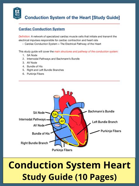 Correctly Label The Pathway For The Cardiac Conduction System.