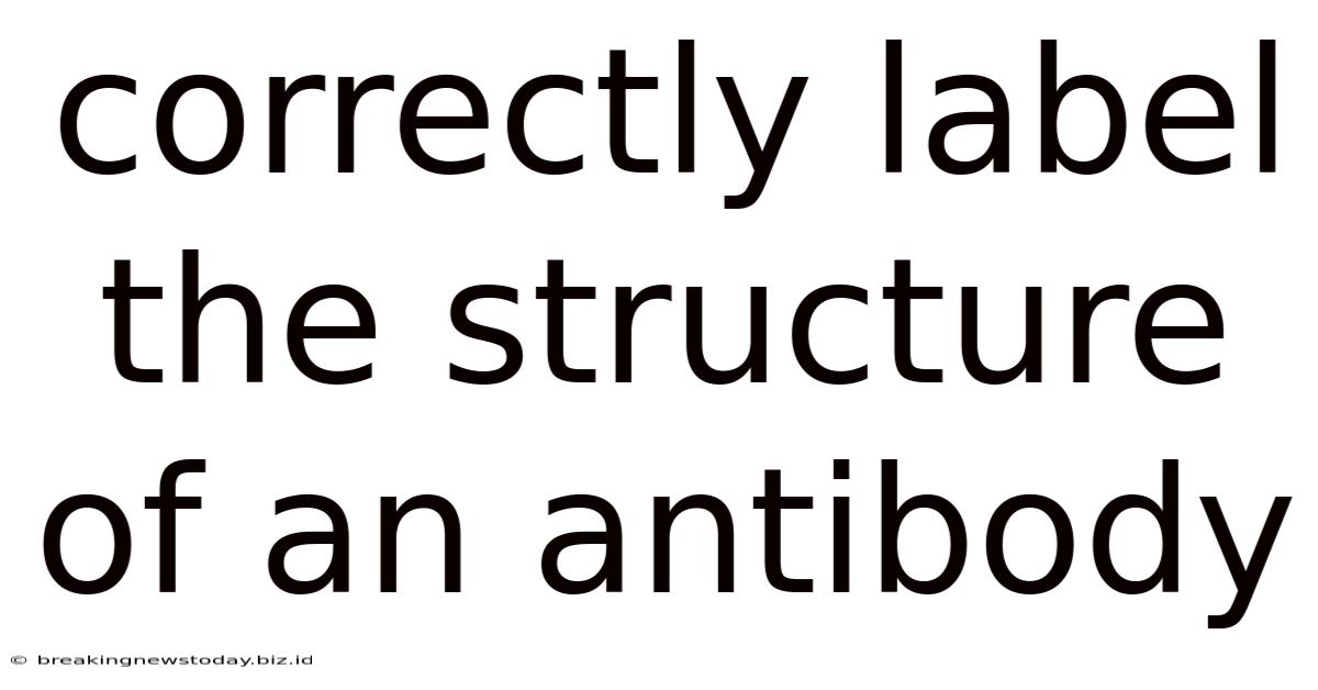 Correctly Label The Structure Of An Antibody