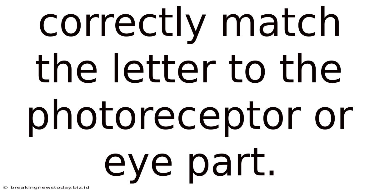 Correctly Match The Letter To The Photoreceptor Or Eye Part.