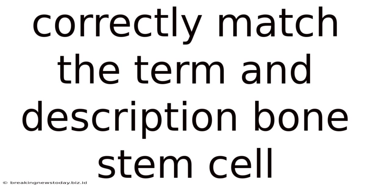 Correctly Match The Term And Description Bone Stem Cell