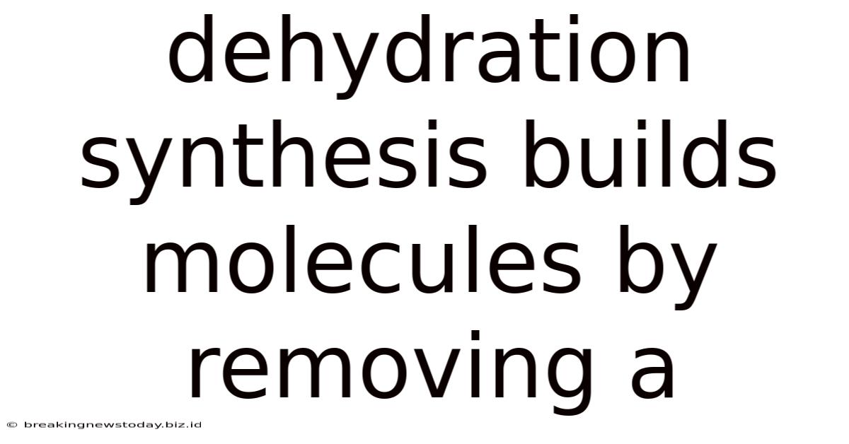 Dehydration Synthesis Builds Molecules By Removing A