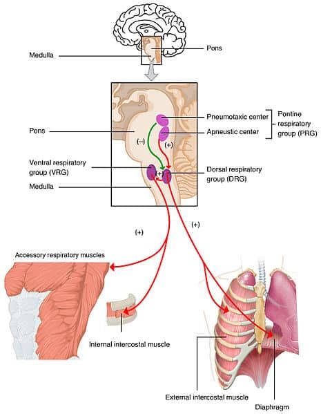 Describe Neural And Chemical Control Of Ventilation During Exercise.