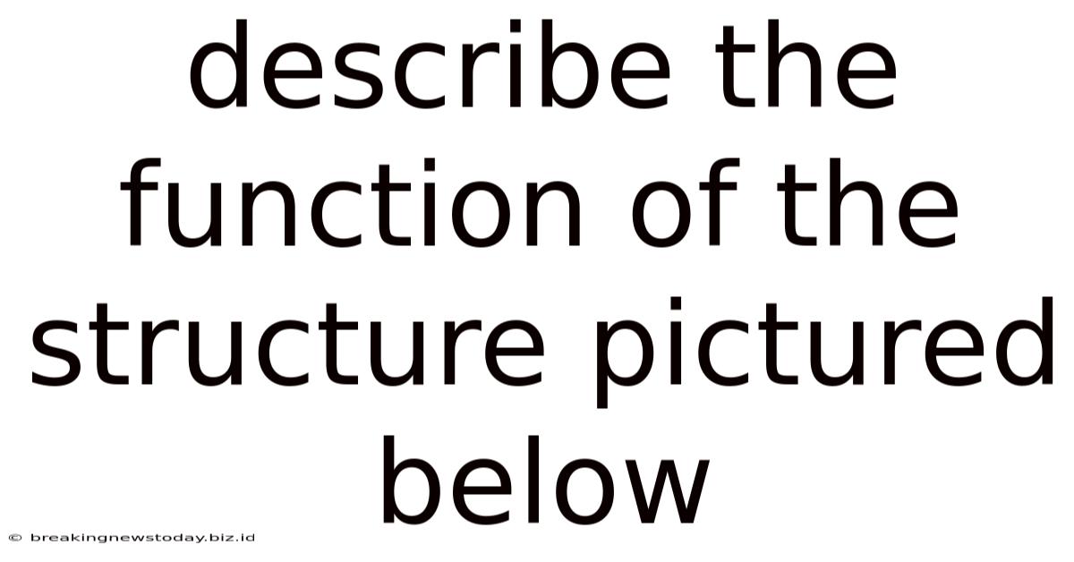 Describe The Function Of The Structure Pictured Below