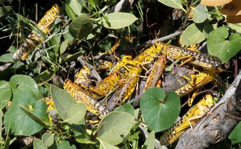 Desert Locusts Are Devastating To Agriculture Because __________.