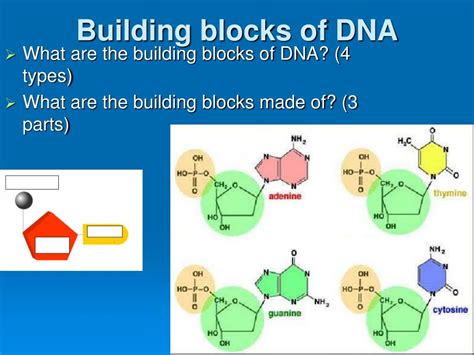 Dna Is Composed Of Building Blocks Called _____.