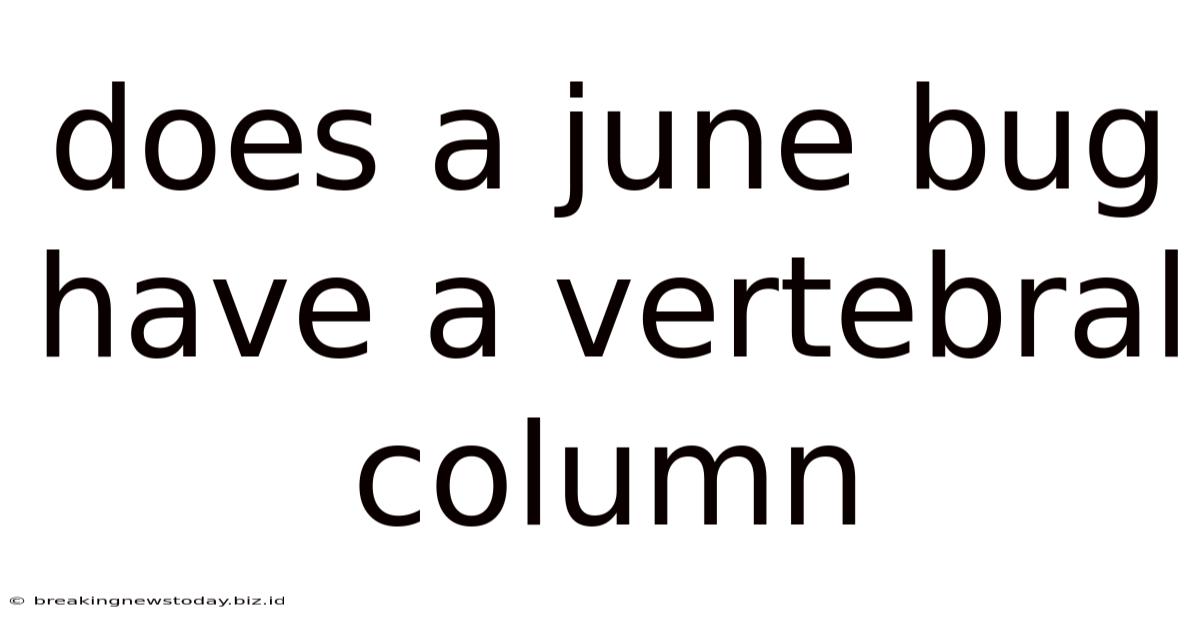 Does A June Bug Have A Vertebral Column
