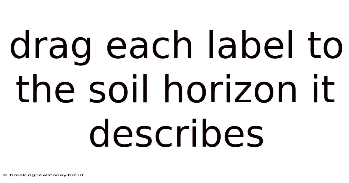 Drag Each Label To The Soil Horizon It Describes