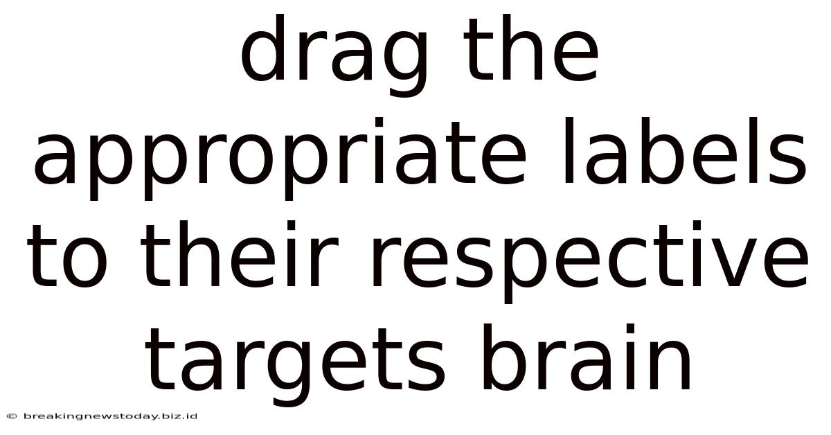 Drag The Appropriate Labels To Their Respective Targets Brain