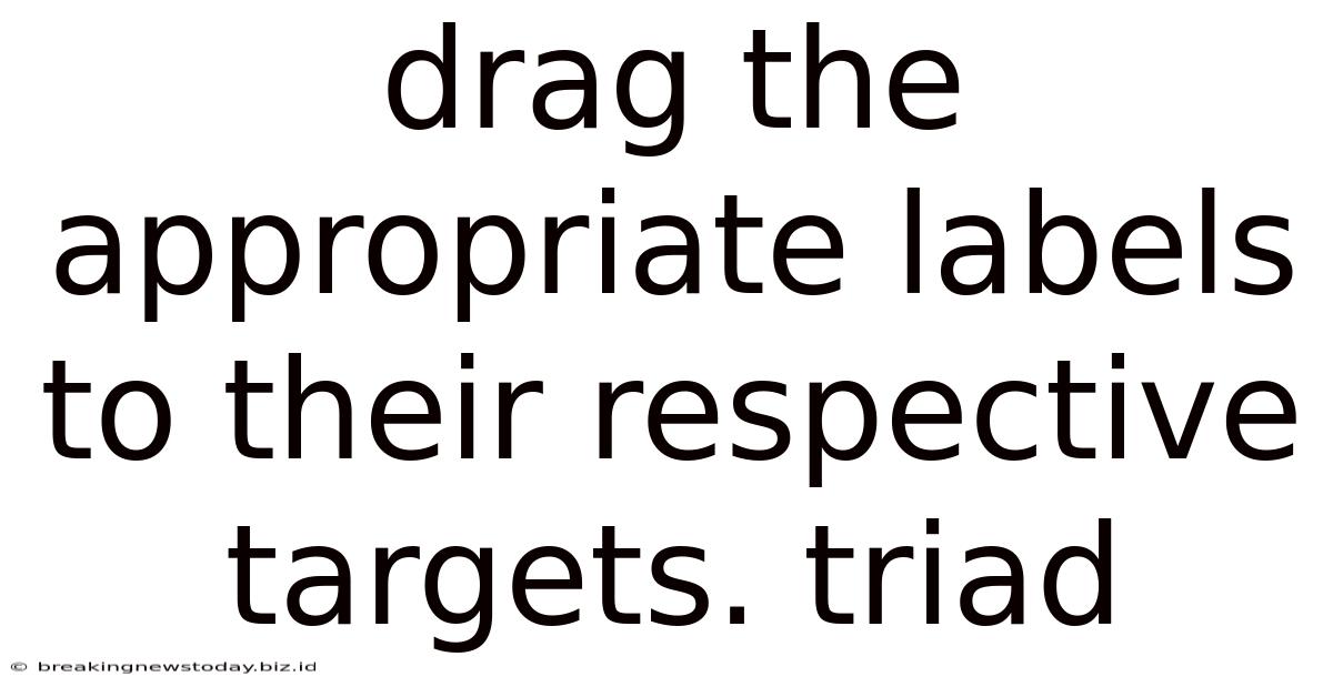 Drag The Appropriate Labels To Their Respective Targets. Triad