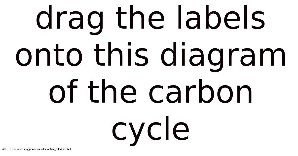Drag The Labels Onto This Diagram Of The Carbon Cycle