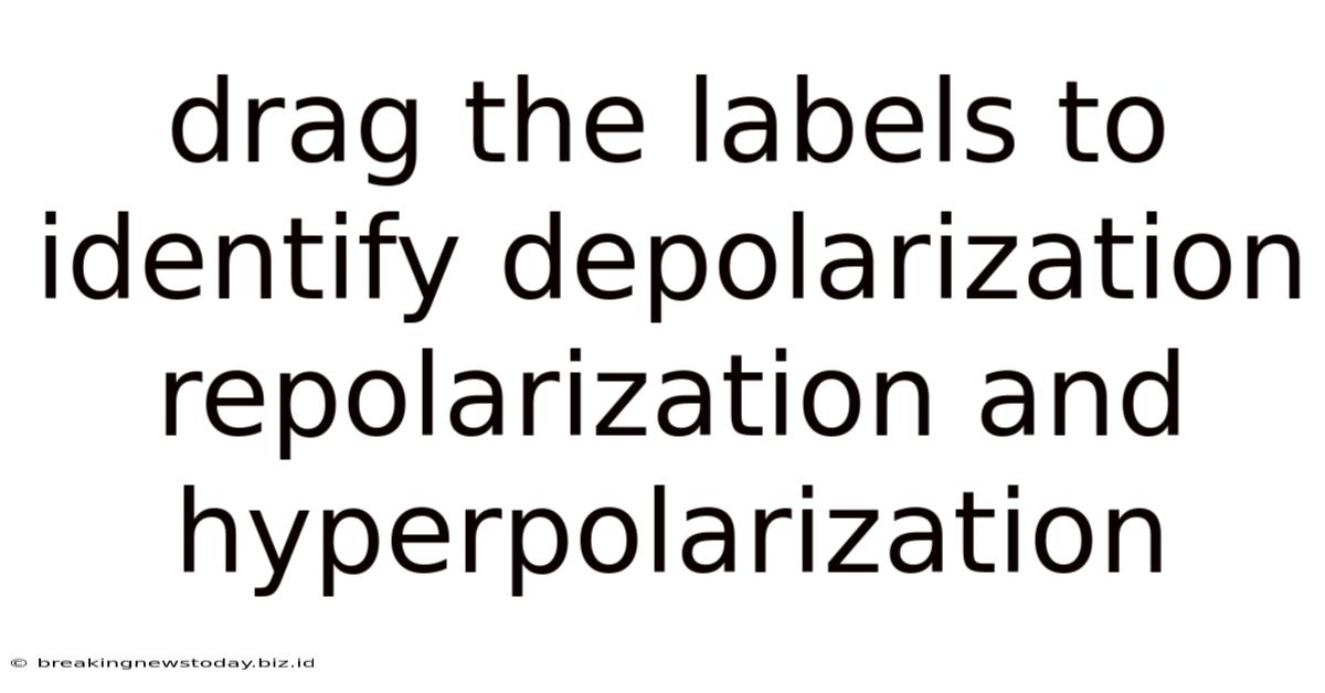 Drag The Labels To Identify Depolarization Repolarization And Hyperpolarization