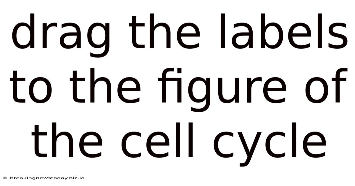 Drag The Labels To The Figure Of The Cell Cycle