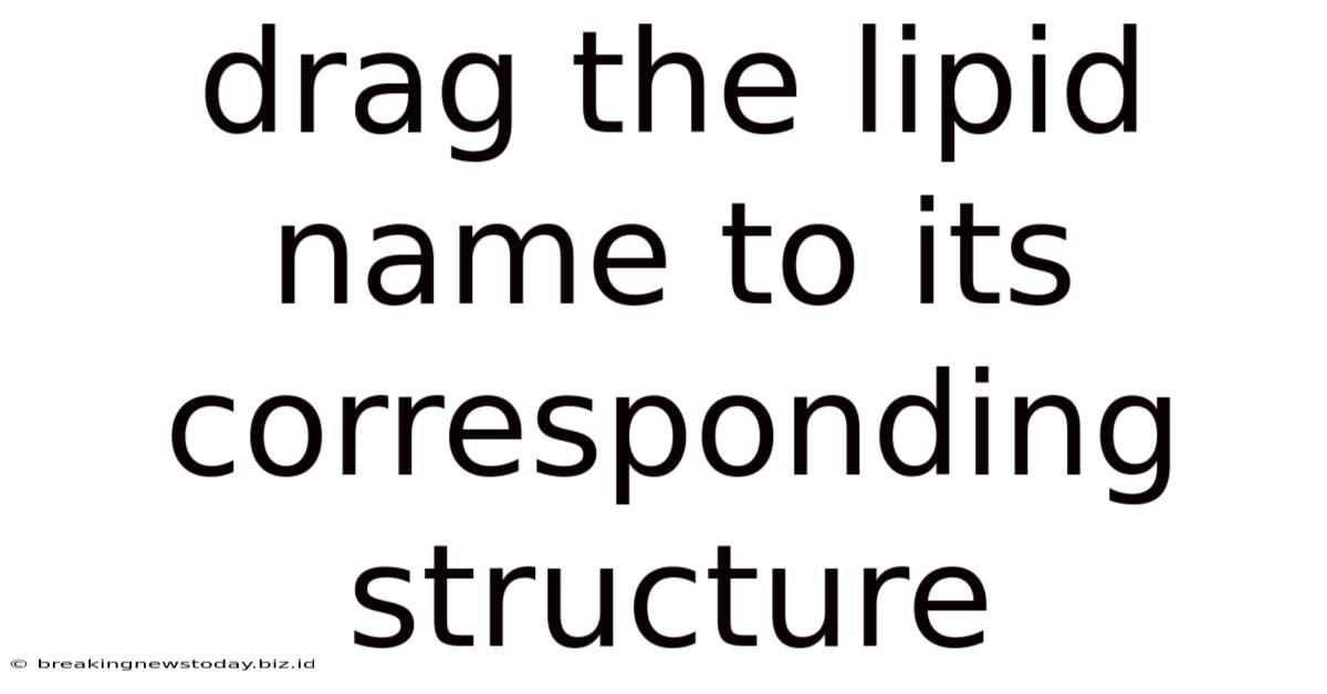 Drag The Lipid Name To Its Corresponding Structure