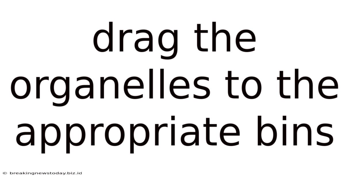 Drag The Organelles To The Appropriate Bins