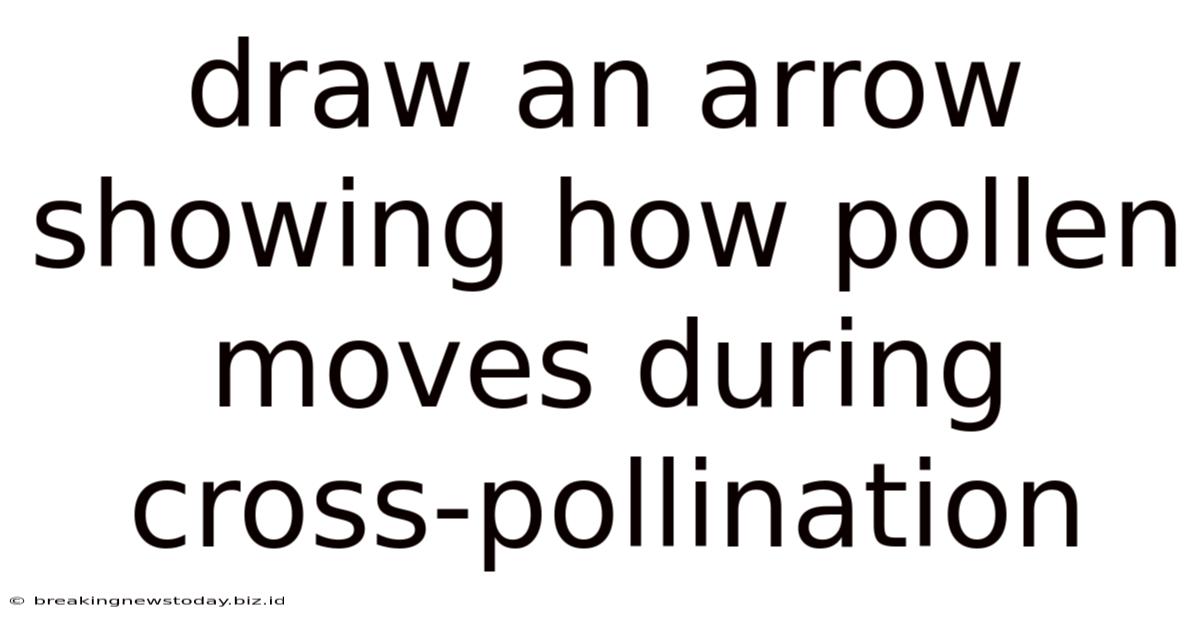 Draw An Arrow Showing How Pollen Moves During Cross-pollination