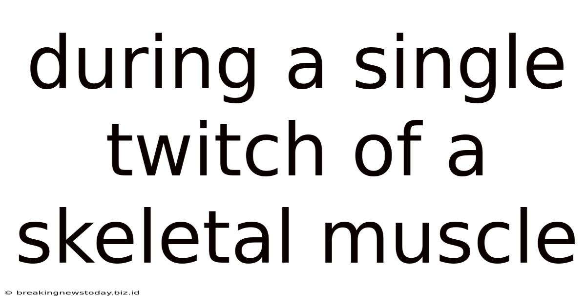 During A Single Twitch Of A Skeletal Muscle