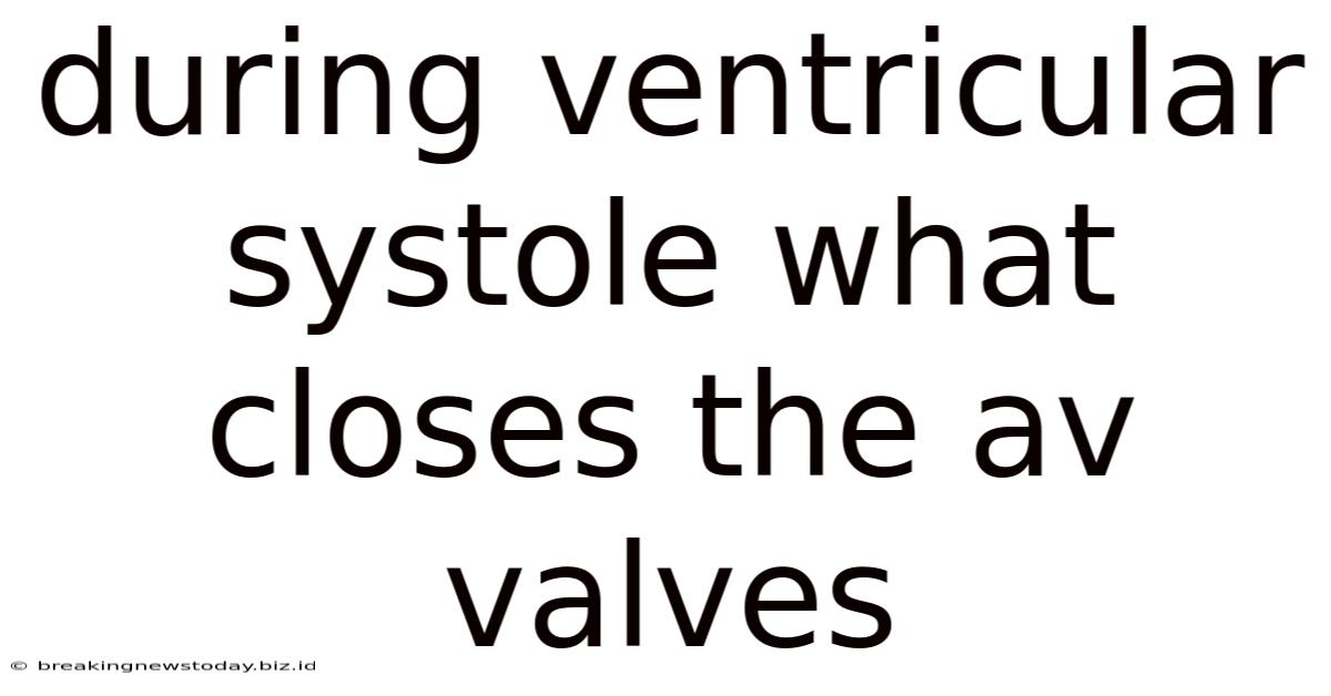During Ventricular Systole What Closes The Av Valves