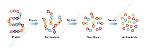 Enzyme Complexes That Break Down Protein Are Called _____.