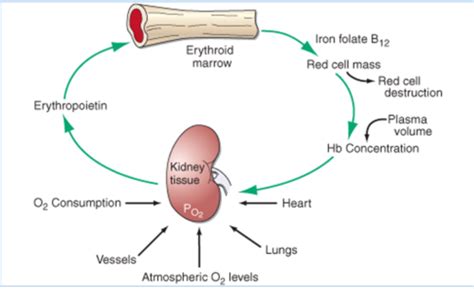 Erythropoietin Is Produced By The Kidneys To Quizlet