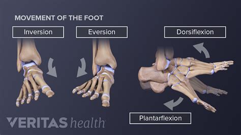 Eversion Of The Foot Is A Function Of The __________.