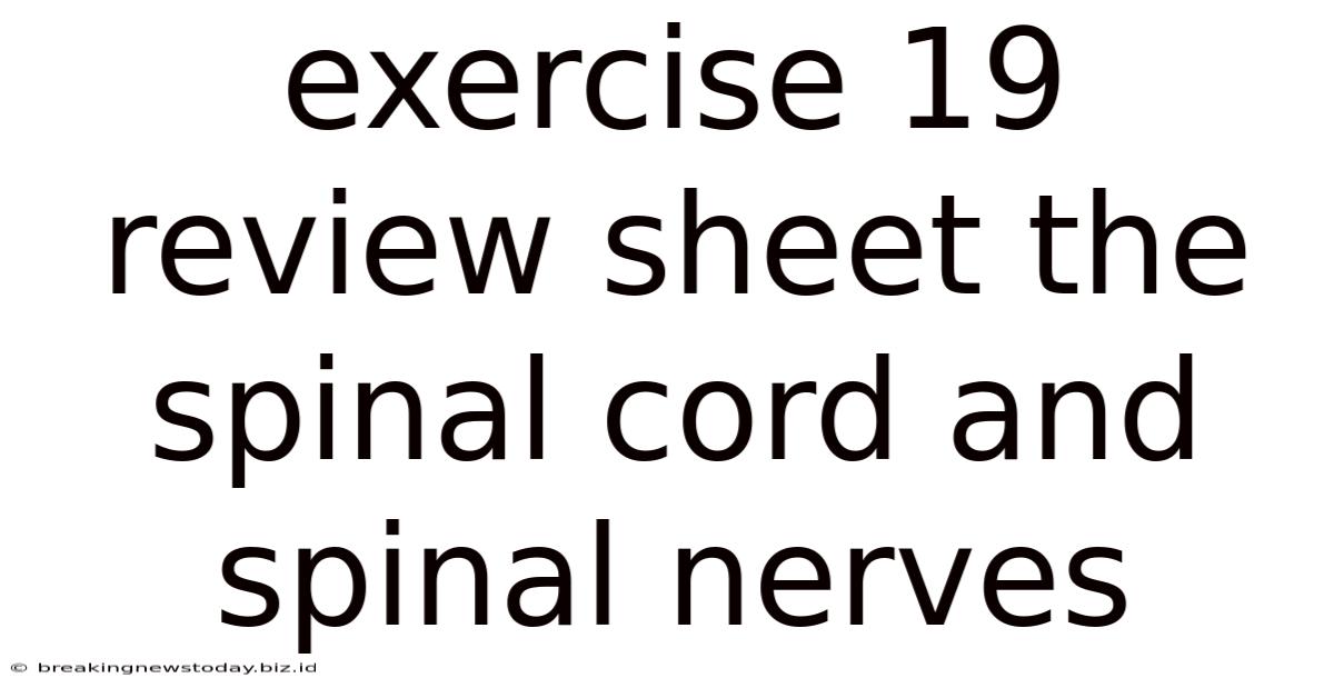 Exercise 19 Review Sheet The Spinal Cord And Spinal Nerves
