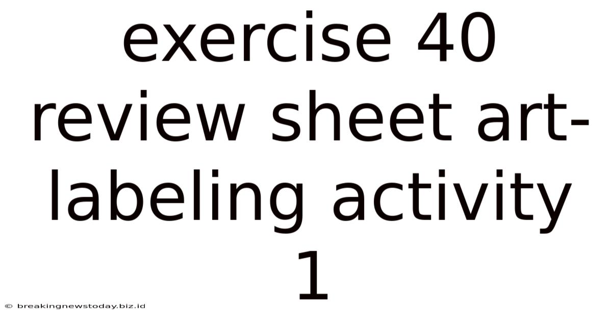 Exercise 40 Review Sheet Art-labeling Activity 1