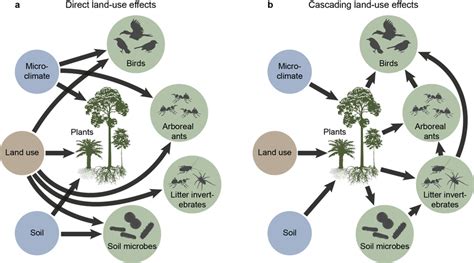 Explain How Changes In Land Use Can Impact An Ecosystem.