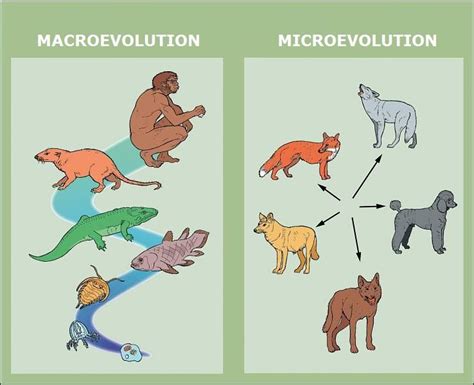 Explain How Microevolution And Migration Can Affect An Ecosystem