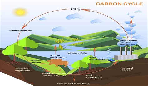 Explain How The Carbon Oxygen And Nitrogen Cycles Are Similar