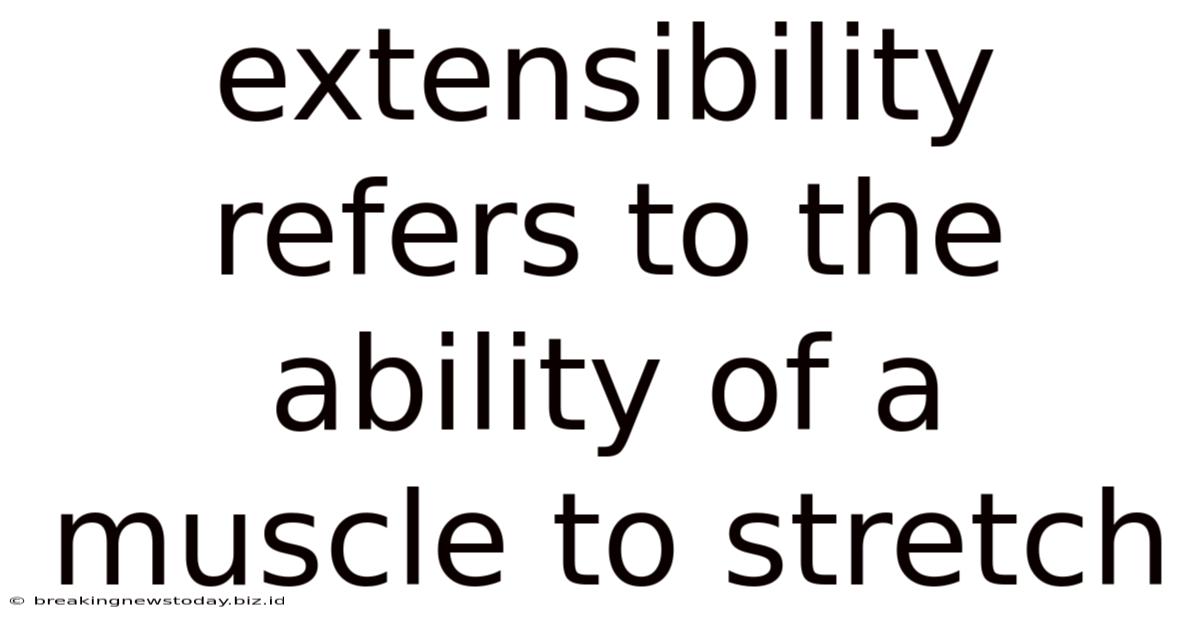 Extensibility Refers To The Ability Of A Muscle To Stretch