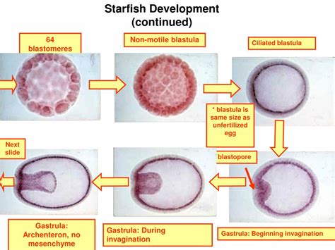 Features Of Blastula And Gastula In Starfish