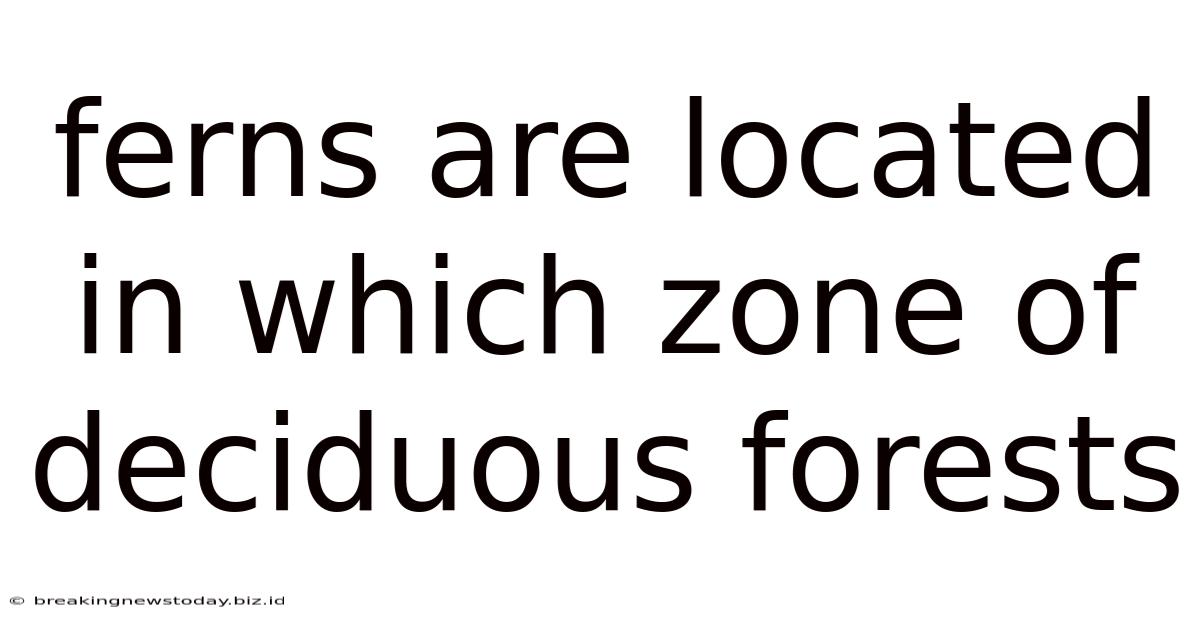 Ferns Are Located In Which Zone Of Deciduous Forests