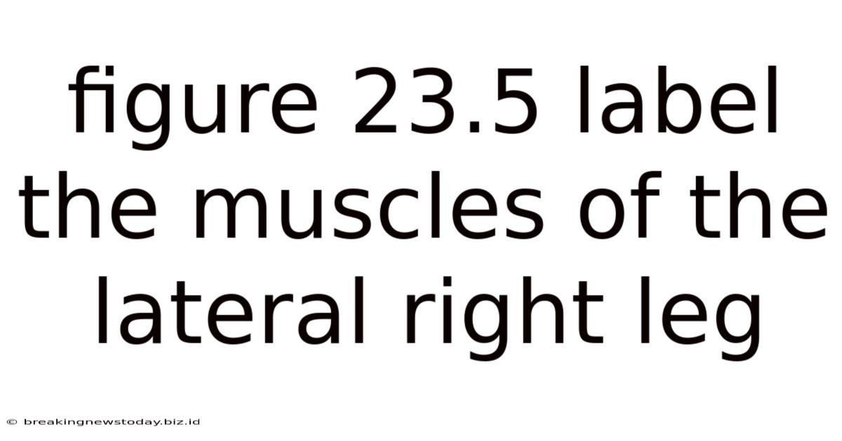 Figure 23.5 Label The Muscles Of The Lateral Right Leg