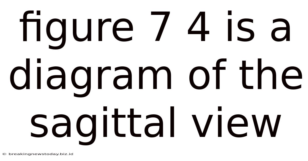 Figure 7 4 Is A Diagram Of The Sagittal View