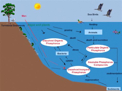 Fluctuations In The Phosphorus Cycle In Aquatic Ecosystems _______.