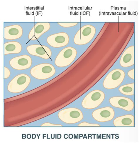 Fluid Electrolyte And Acid-base Regulation Ati Quizlet